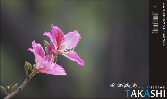 復遊台中公園。蒸籠飲茶-7.jpg