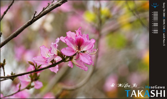 復遊台中公園。蒸籠飲茶-15.jpg