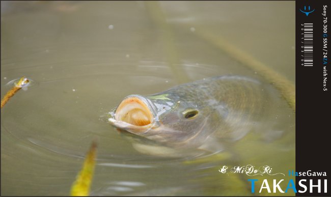 復遊台中公園。蒸籠飲茶-12.jpg
