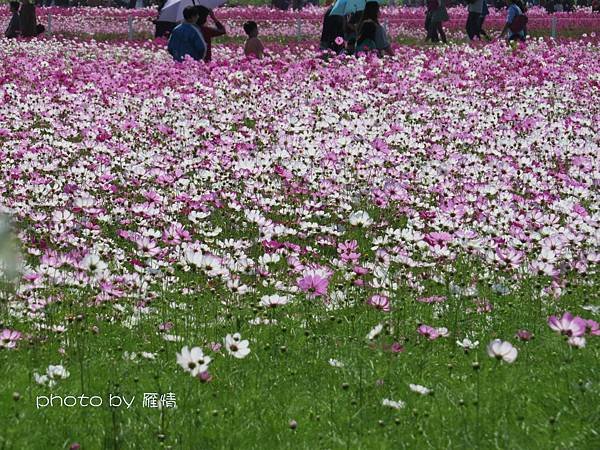 新社花海8