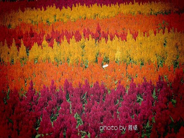 花簽1