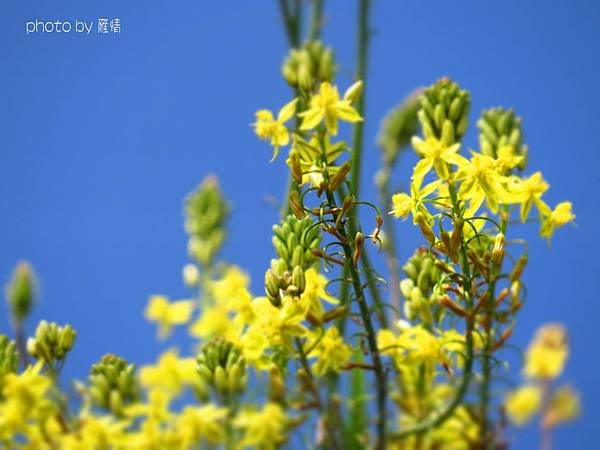新社花海12