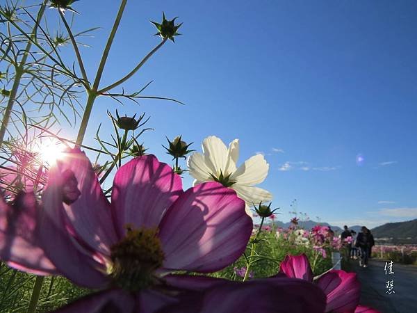 新社花海40