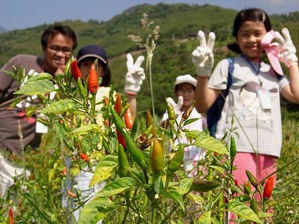 有機農園開放體驗活動