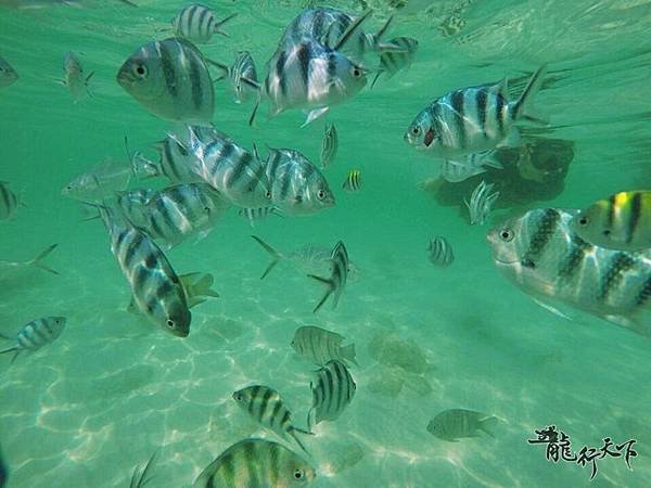 羅勇藍鯨島（金沙島）ㄧ日遊（2）_2461.jpg