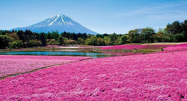 日本_富士芝櫻祭.jpg