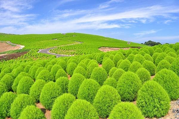 【Hitachinaka】early Jun. to mid Sep.  Hitachi seside Park (Green Kochia)　.jpg