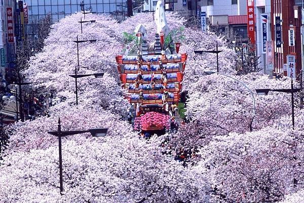 【Hitachi】early to mid Apr.  Sakura Festival.jpg