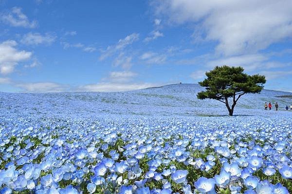 【Hitachinaka】mid Apr. to mid May　Hitachi Seaside Park (Baby Blue Eyes).jpg