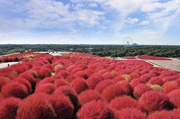 【Hitachinaka】early to mid Oct. Hitachi Seaside Park 1.jpg