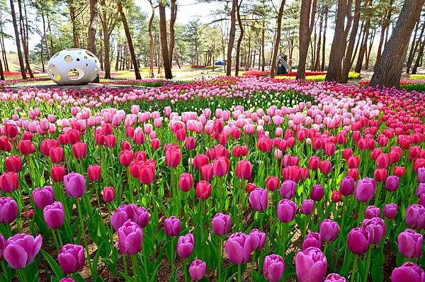 【Hitachinaka】mid to late Apr　Hitachi Seaside Park (Tulip).JPG