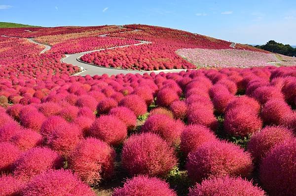 【Hitachinaka】early to mid Oct. Hitachi Seaside Park 2.JPG