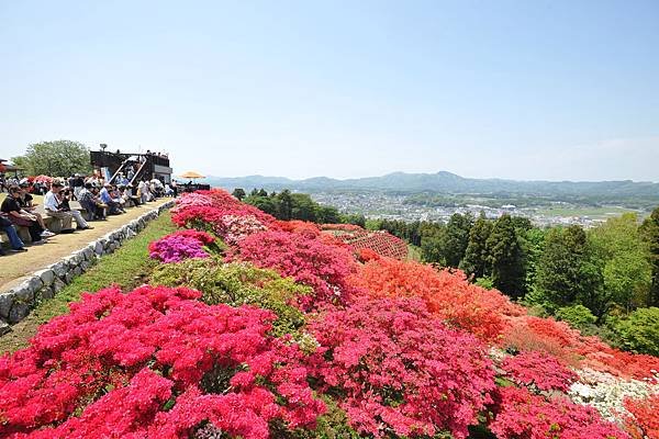 【Kasama】late Apr. to early May Azalea Festivsl.JPG