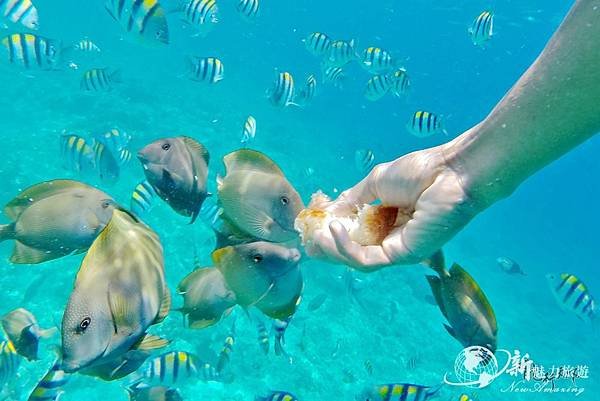 FACILITIES - GLASS BOTTOM BOAT - SNORKELING.jpg