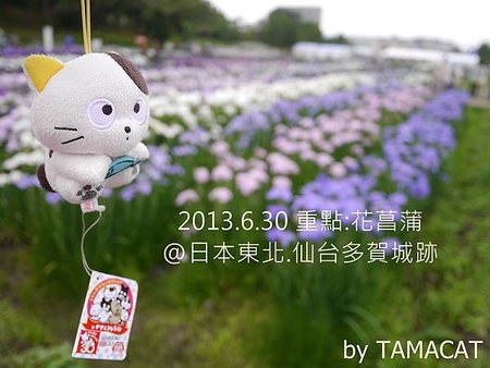 東北仙台多賀城跡あやめまつり花菖蒲