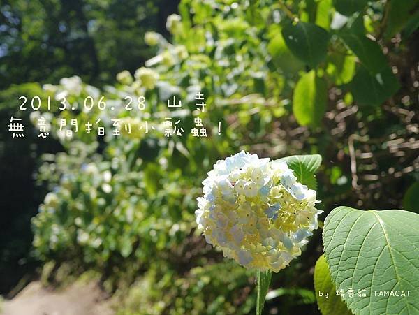 20130628_P1160111 山寺 繡球花