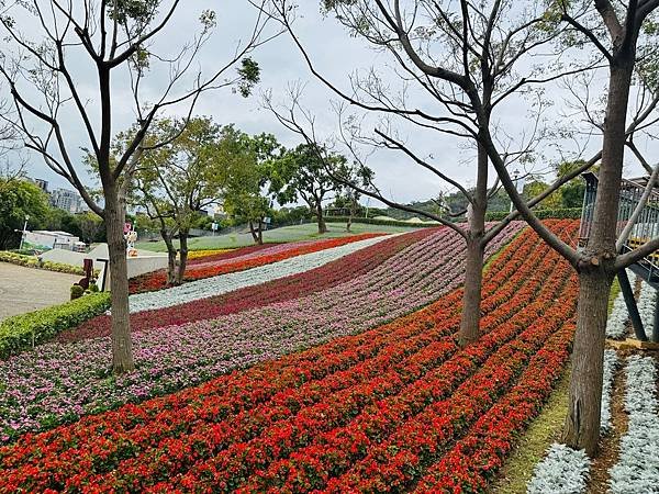 再訪三層崎花海