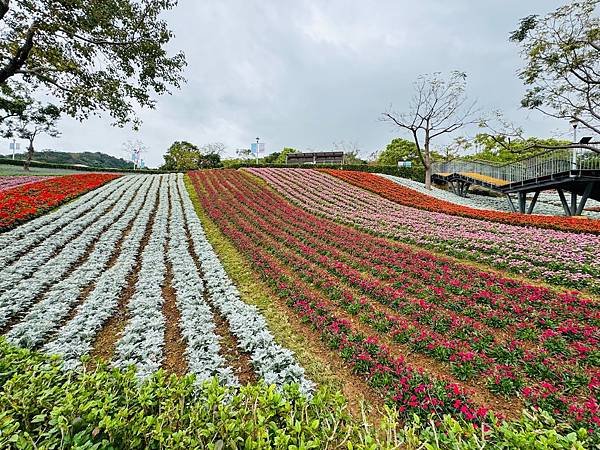 再訪三層崎花海