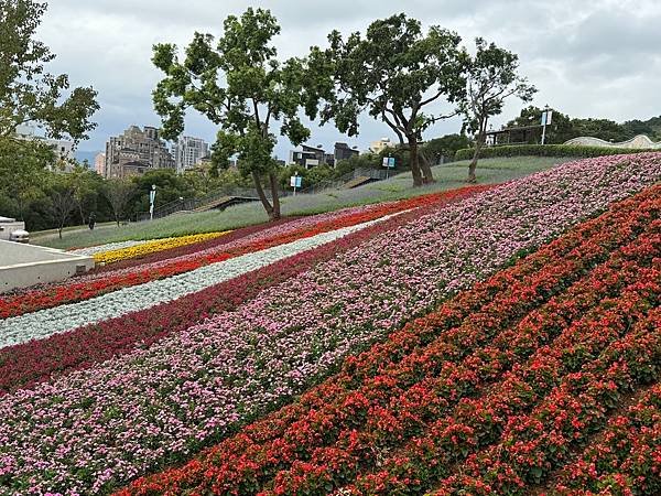 再訪三層崎花海