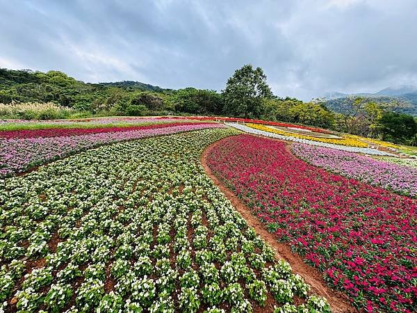 再訪三層崎花海