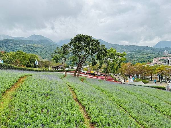 再訪三層崎花海