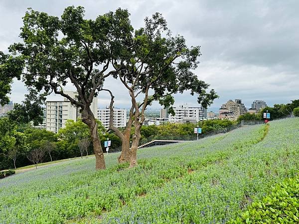 再訪三層崎花海
