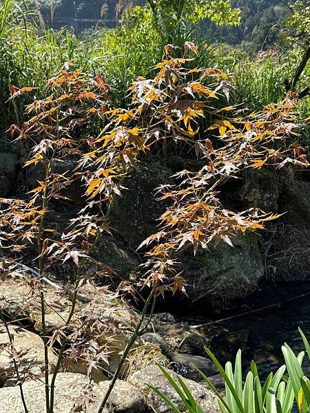 陽明山