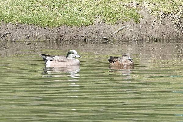 克雷格區域公園