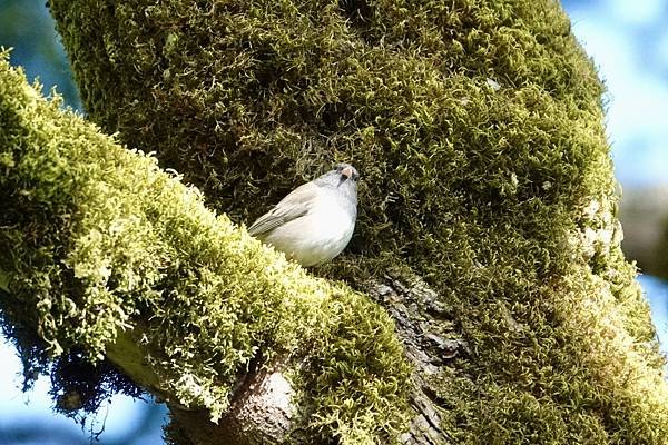 暗眼燈草鵐、鹿