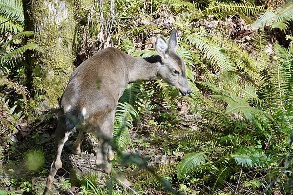 暗眼燈草鵐、鹿