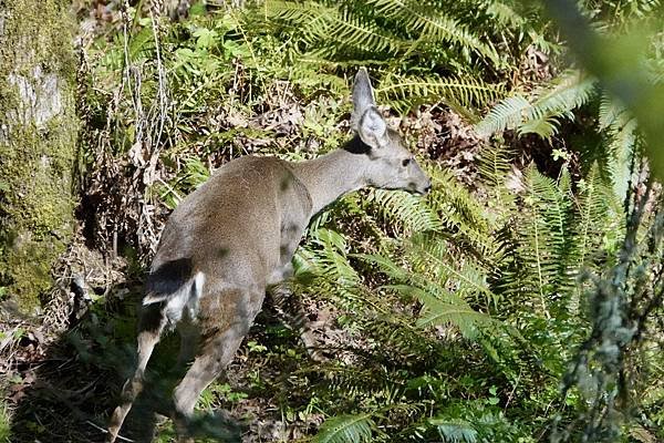 暗眼燈草鵐、鹿