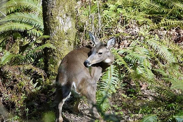 暗眼燈草鵐、鹿