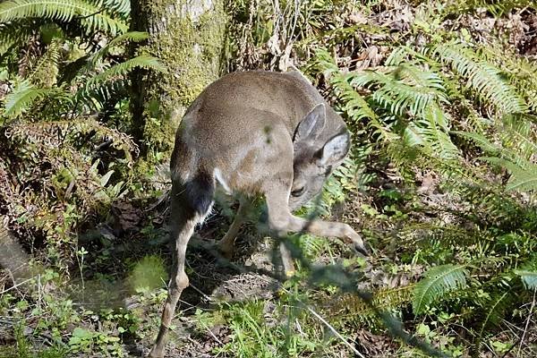 暗眼燈草鵐、鹿