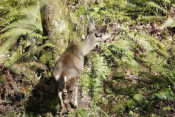 暗眼燈草鵐、鹿