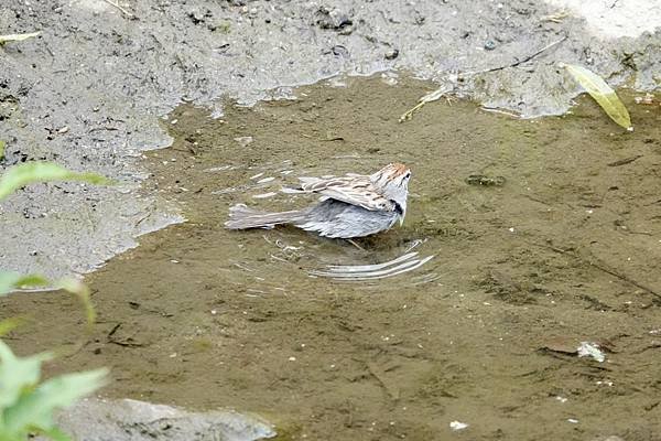 Chipping sparrow &amp; Common yell