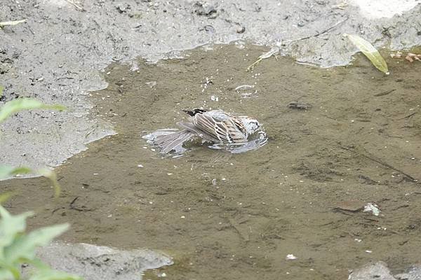 Chipping sparrow &amp; Common yell