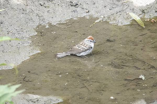 Chipping sparrow &amp; Common yell