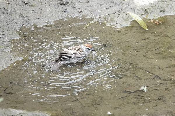 Chipping sparrow &amp; Common yell