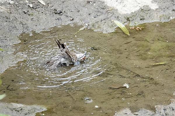 Chipping sparrow &amp; Common yell