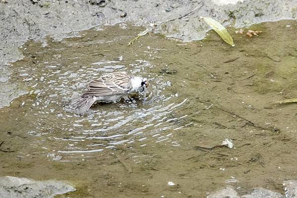 Chipping sparrow &amp; Common yell