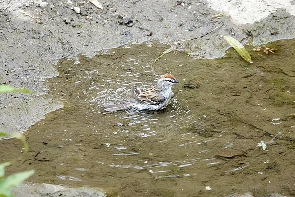 Chipping sparrow &amp; Common yell