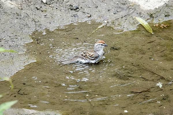 Chipping sparrow &amp; Common yell