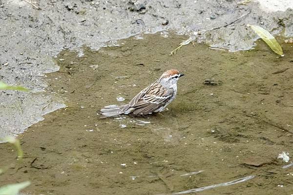 Chipping sparrow &amp; Common yell