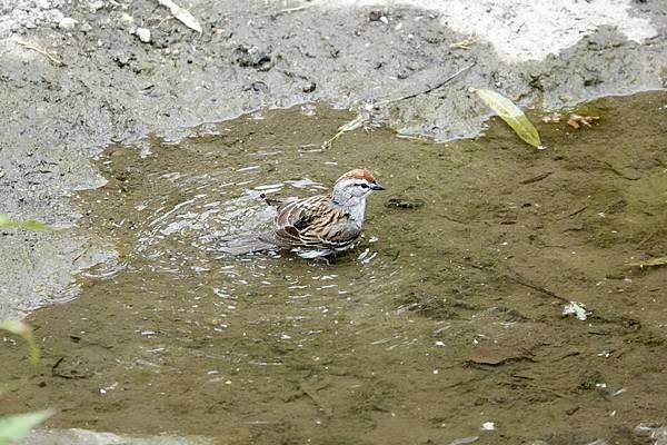 Chipping sparrow &amp; Common yell