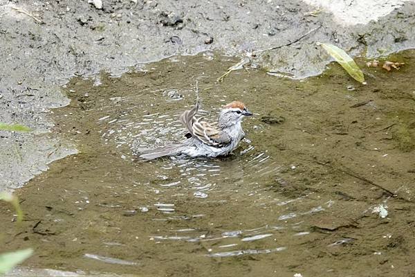 Chipping sparrow &amp; Common yell