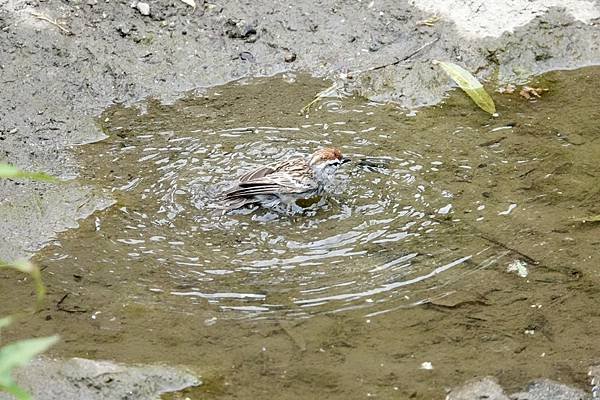 Chipping sparrow &amp; Common yell