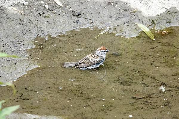 Chipping sparrow &amp; Common yell