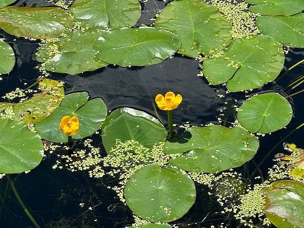 福山植物園 - -宜蘭之旅 1.