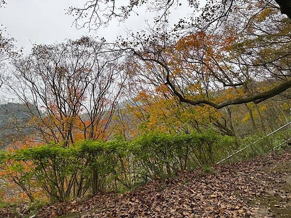 石門水庫賞楓