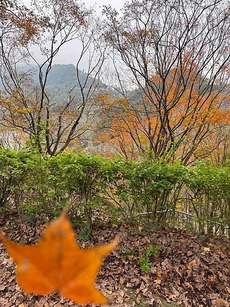 石門水庫賞楓